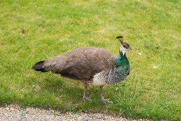 portrait of beautiful peacock in the park 