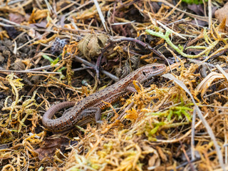 Common lizard (Lacerta Zootoca vivipara) basking
