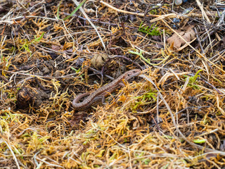 Common lizard (Lacerta Zootoca vivipara) basking
