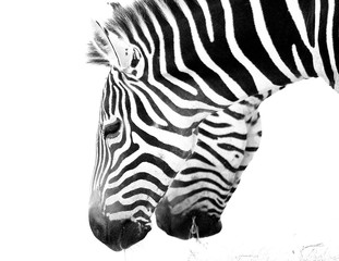 Fototapeta na wymiar Grants Zebra