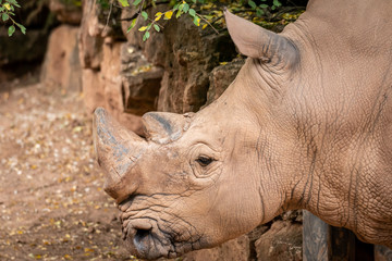 Obraz premium nashorn im zoo vor einer steinmauer 01