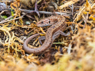 Common lizard (Lacerta Zootoca vivipara) basking