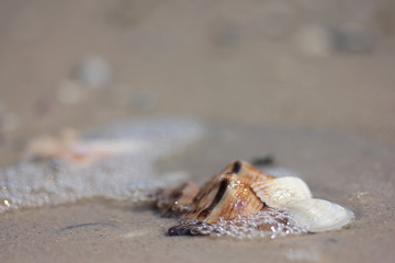 Sea vacations symbols: glossy brown stripy rapana and white seashells in waves' foam in the sand on the coast