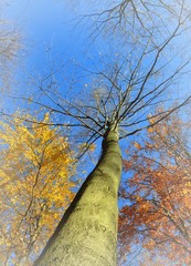 Leuchtend herbstlich bunte Baumkronen vor Himmelblau