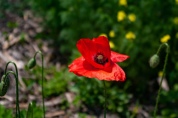Fototapeta premium Poppy flower close up