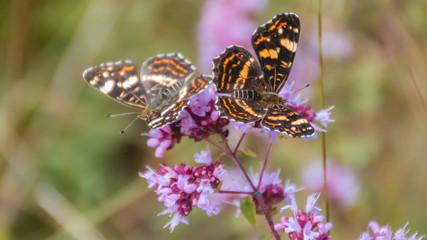 Fototapeta na wymiar Macro of Map butterflies on flower