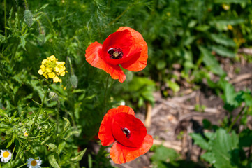 Poppy flower close up