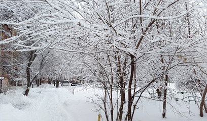 white snow on trees - winter in Ukraine
