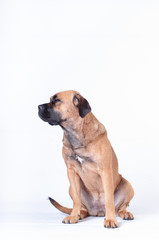 Cane corso dog sitting on white background at studio