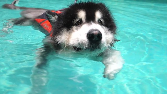 Siberian Husky Dog Swimming In Pool