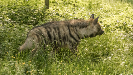 Striped hyena walking in the grass
