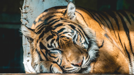 Tiger sleeping portrait