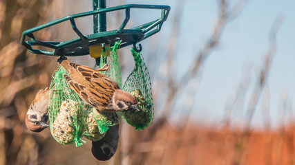 Sparrows in our garden