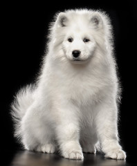 Samoyed dog on Isolated Black Background in studio