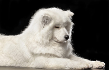 Obraz premium Samoyed dog on Isolated Black Background in studio