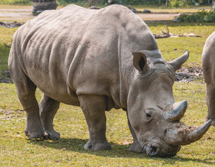 Fototapeta premium Rhinoceros feeding grass