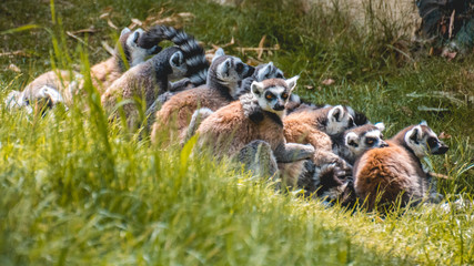 Kattas making a sit-in