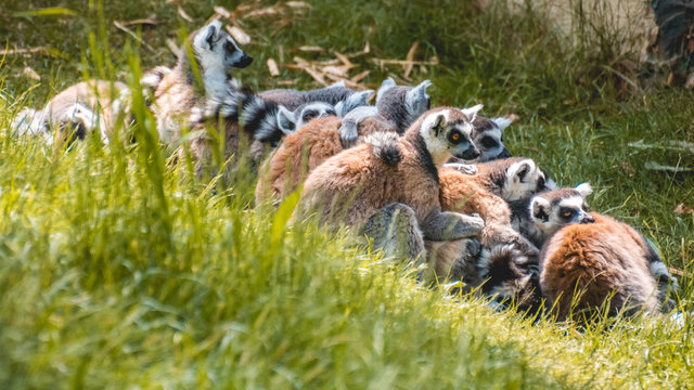 Kattas making a sit-in
