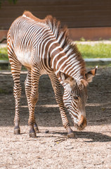 Fototapeta na wymiar Young Zebra with head down