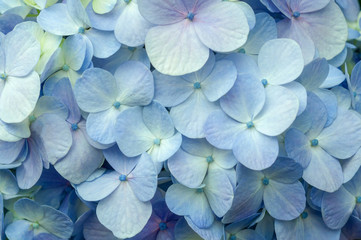 Blue Hydrangea flower background