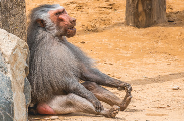 Old male Baboon relaxing