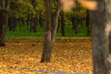 Yellow leaves on the ground in park