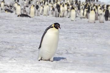 Emperor penguin in antarctica