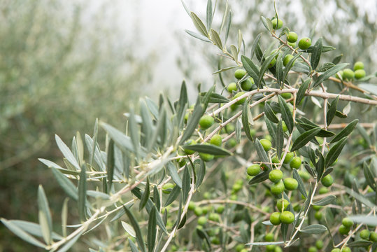 Olive trees in fog morning. Olive trees garden. Mediterranean olive field ready for harvest. Italian olive's grove with ripe fresh olives. Fresh olives. Olive farm.