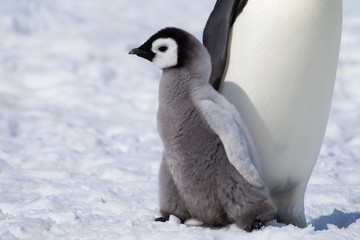 Emperor penguin chick in Antarctica