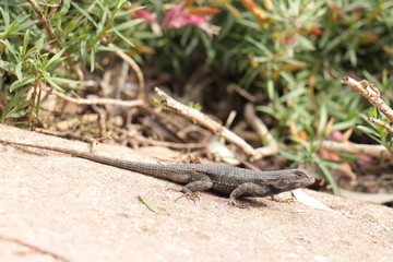 wild lizard