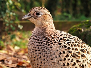 Closeup of a female pheasant (Phasianus colchicus) showing details of plumage