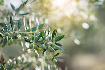 Fototapete Olivenbaum Olivenbäume am sonnigen Abend. Olivenbäume Garten. Mediterranes Olivenfeld bereit zur Ernte. Italienischer Olivenhain mit reifen frischen Oliven. Frische Oliven. Olivenbauernhof.