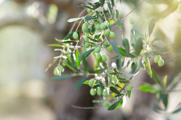 Olive trees in sunny evening. Olive trees garden. Mediterranean olive field ready for harvest. Italian olive's grove with ripe fresh olives. Fresh olives. Olive farm.