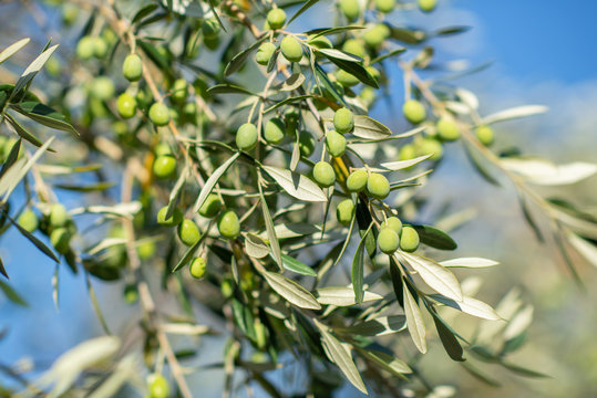 Olive trees in sunny evening. Olive trees garden. Mediterranean olive field ready for harvest. Italian olive's grove with ripe fresh olives. Fresh olives. Olive farm.