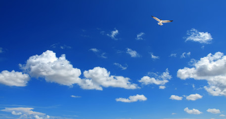 Cloudscape image with flying seagull over blue sunny sky with clouds