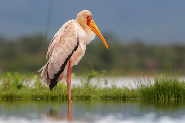 Yellow-billed stork standing in the water in Zimanga Game Reserve in South Africa
