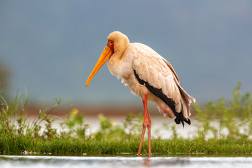 Yellow-billed stork fishing in the water in Zimanga Game Reserve in South Africa