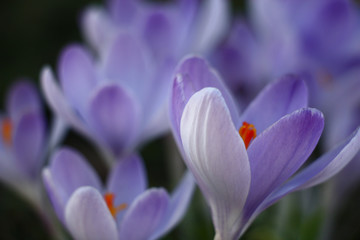 Fototapeta premium Indistinct flower forms of large blue crocuses create a tenderness picture.