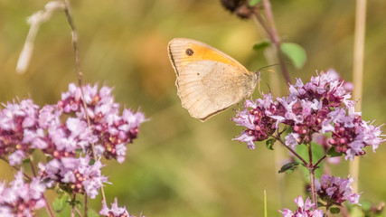 Macro of brown butterfly on flower