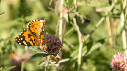 Obraz premium Macro of cosmopolitan butterfly on flower