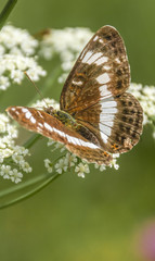 Obraz na płótnie Canvas Macro of white admiral butterfly on flower