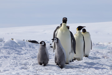 Emperor penguin chicks in antarctica