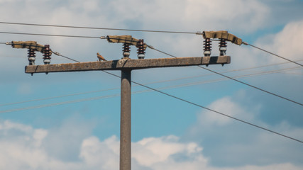 Harris Hawk in flight