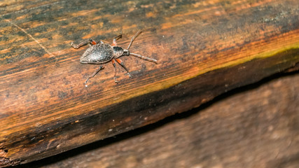 Macro of bug on wood