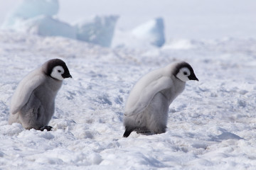 Fototapeta premium Emperor penguin chicks in antarctica