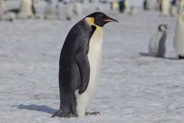 Fototapeta na wymiar Emperor penguin in antarctica