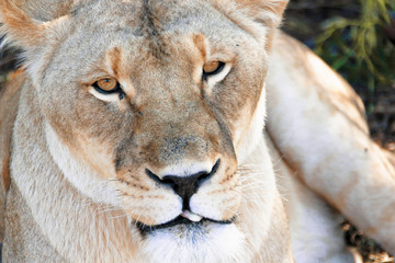 Lion close up