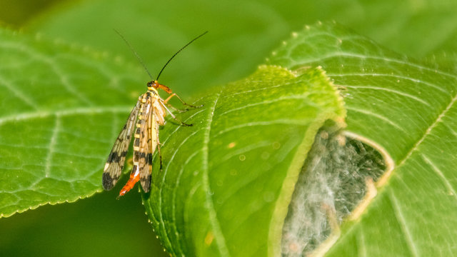 Macro of scorpion fly on leaf - Powered by Adobe