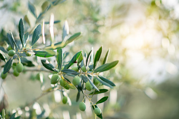 Olive trees in sunny evening. Olive trees garden. Mediterranean olive field ready for harvest. Italian olive's grove with ripe fresh olives. Fresh olives. Olive farm.