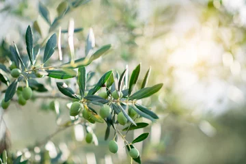 Küchenrückwand glas motiv Olivenbaum Olivenbäume am sonnigen Abend. Olivenbäume Garten. Mediterranes Olivenfeld bereit zur Ernte. Italienischer Olivenhain mit reifen frischen Oliven. Frische Oliven. Olivenbauernhof.